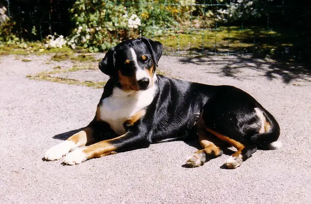 Bouvier de l’Appenzell