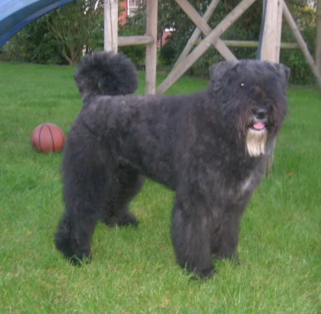 Bouvier des Flandres