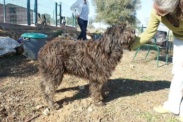 Bouvier portugais