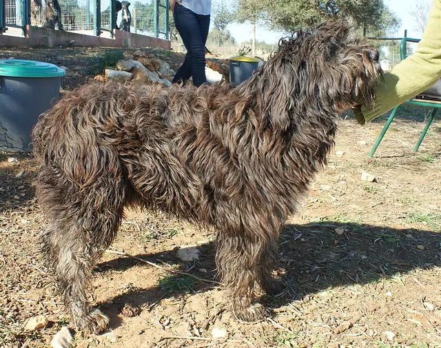 Bouvier portugais
