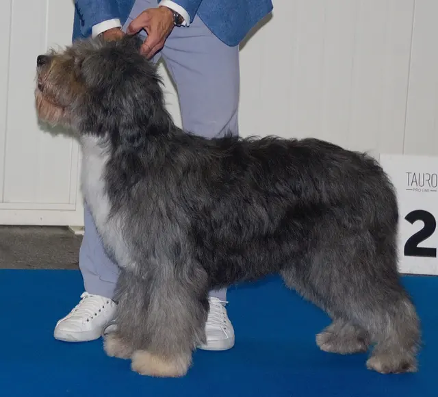 Bouvier portugais
