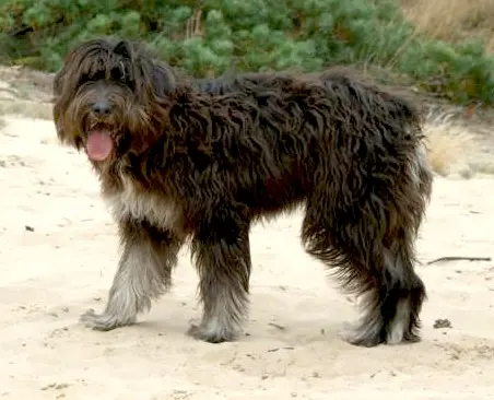 Bouvier portugais