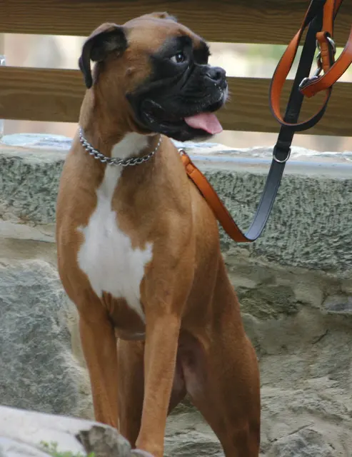 Boxer