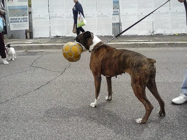 Boxer
