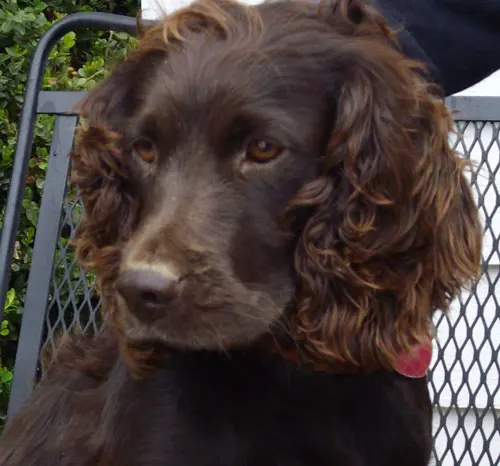 Boykin Spaniel