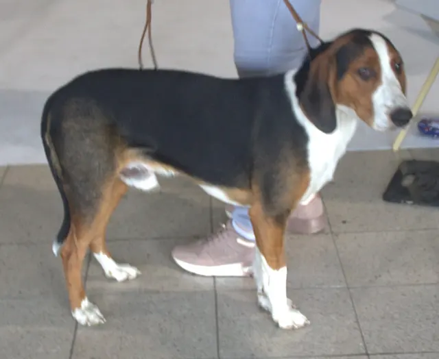 Brachet allemand