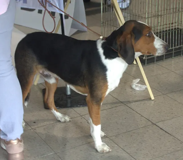 Brachet allemand