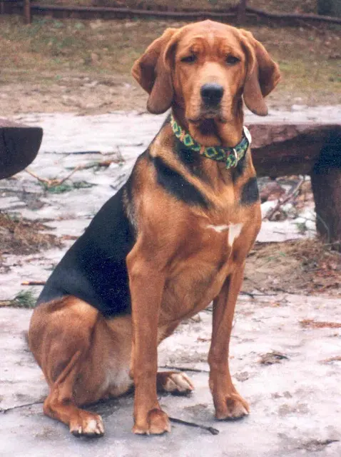 Brachet polonais