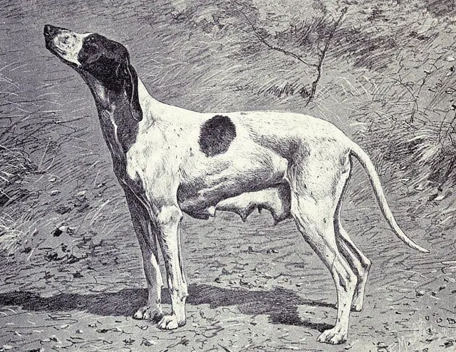 Braque du Puy