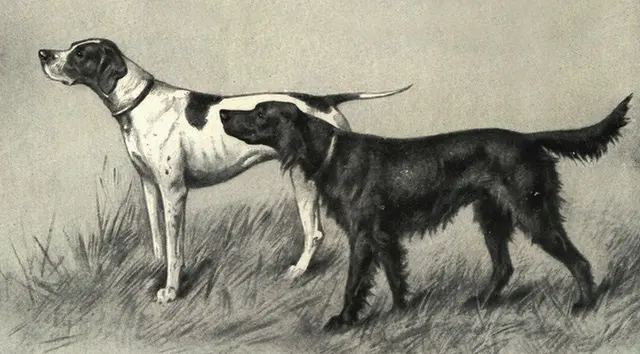 Braque du Puy
