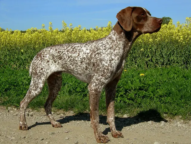 Braque français, type Pyrénées