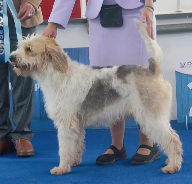 Briquet griffon vendéen
