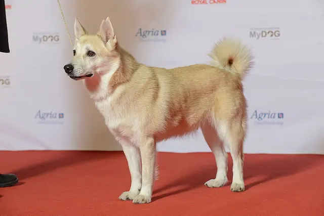 Buhund norvégien