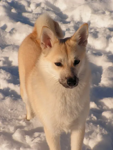 Buhund norvégien