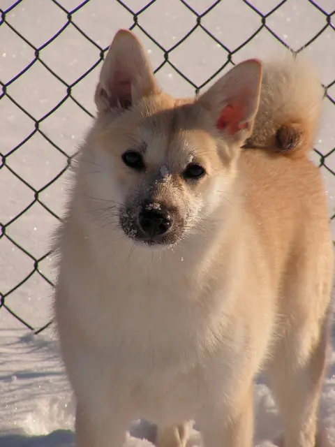 Buhund norvégien