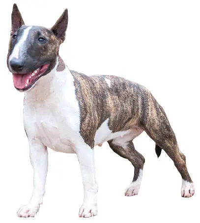 Bull Terrier miniature