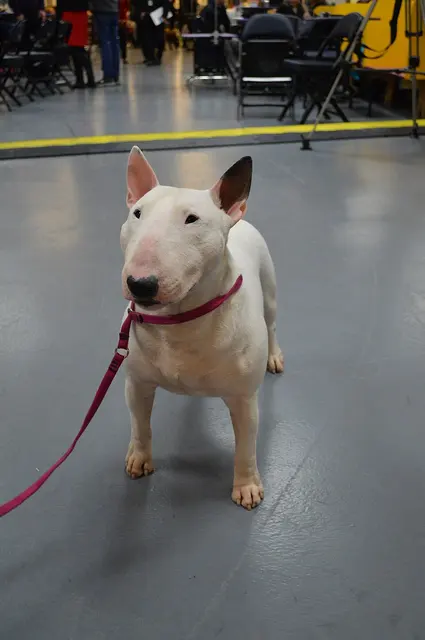 Bull Terrier miniature