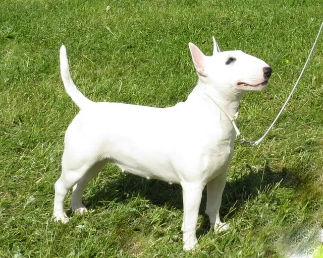 Bull Terrier miniature
