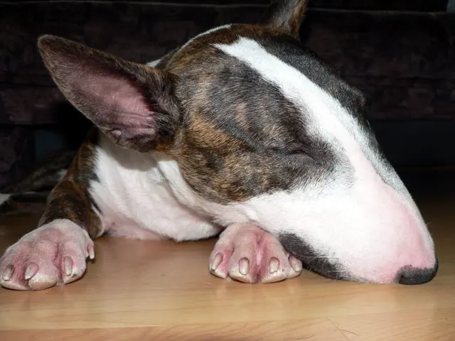Bull Terrier