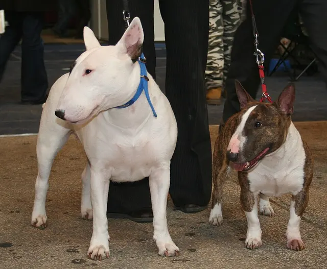 Bull Terrier