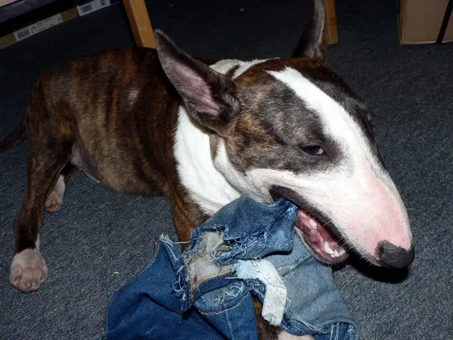 Bull Terrier