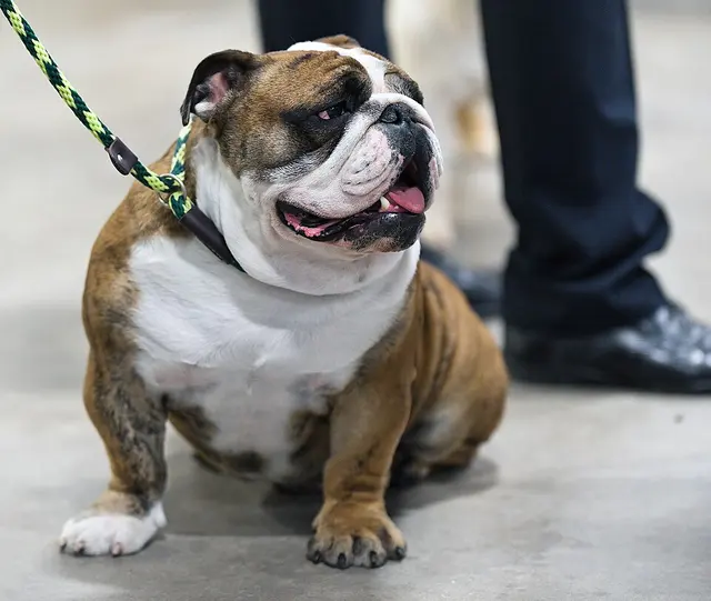 Bulldog anglais