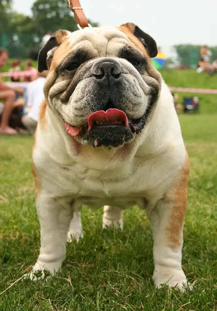 Bulldog anglais