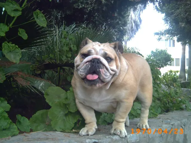 Bulldog anglais