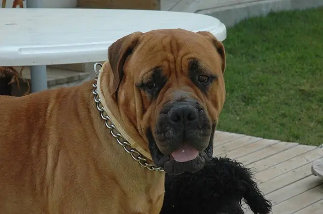 Bullmastiff