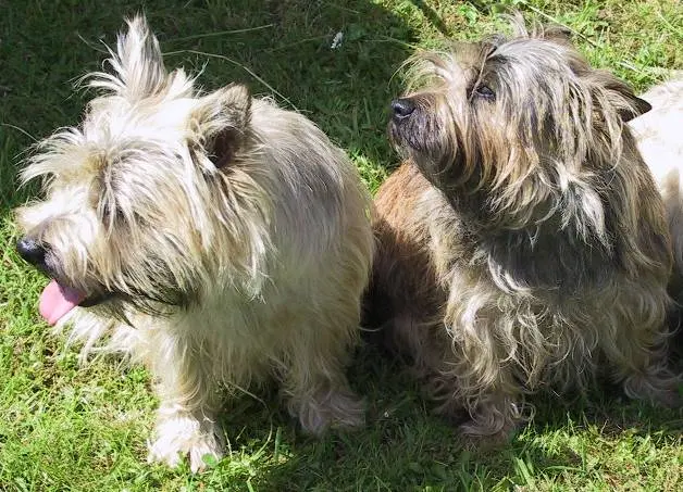 Cairn terrier