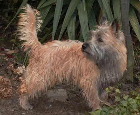 Cairn terrier