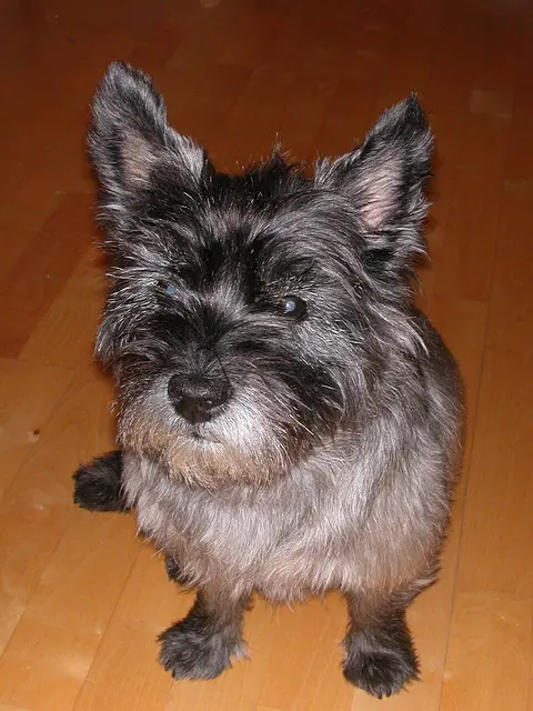 Cairn terrier
