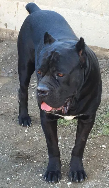 Cane corso