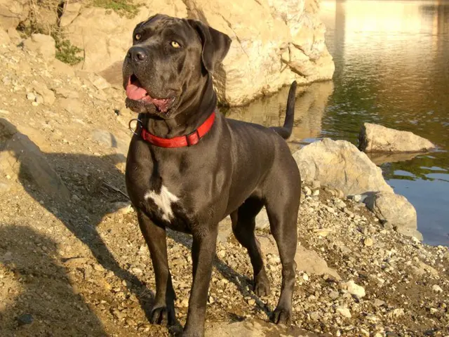 Cane corso