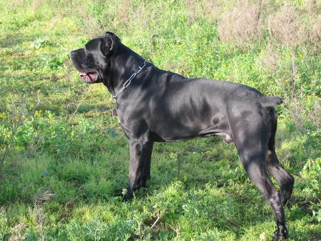 Cane corso