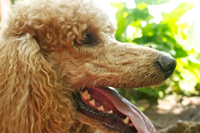 Caniche