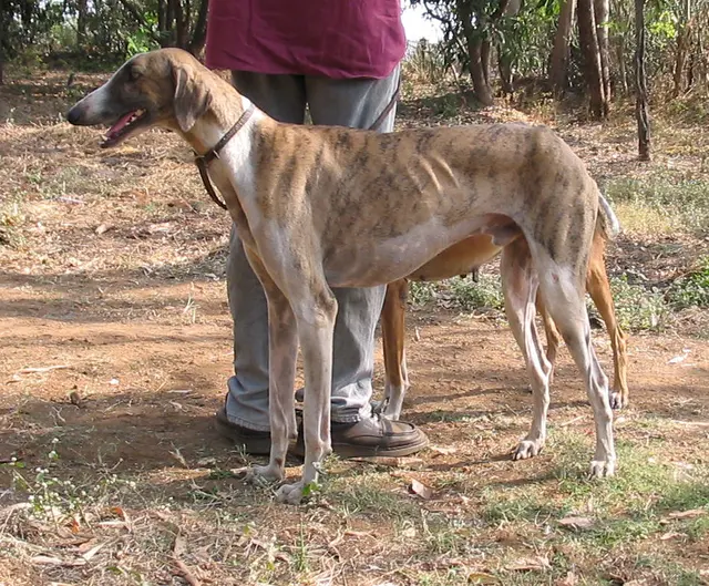 Caravan hound
