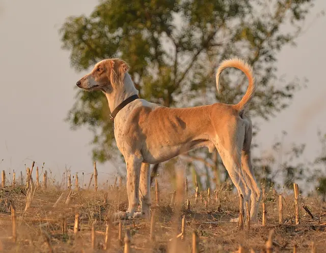 Caravan hound