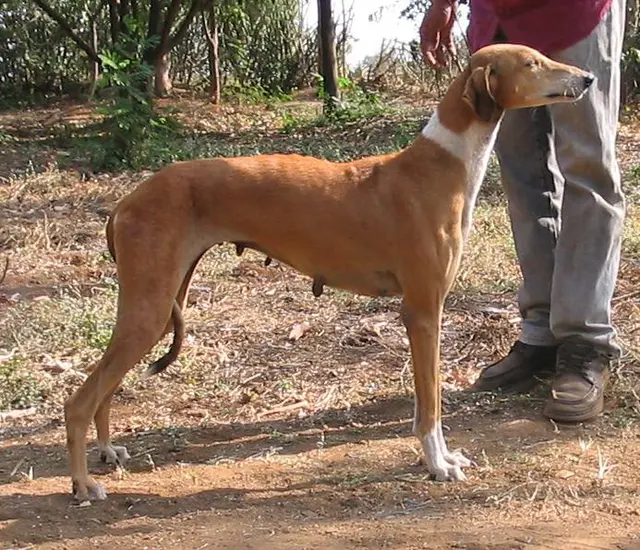 Caravan hound