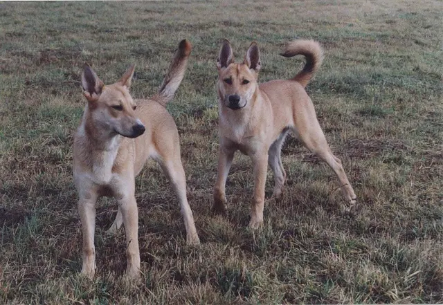 Carolina Dog