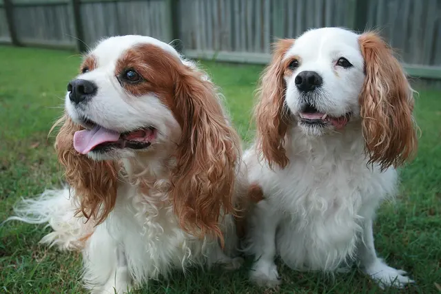 Cavalier King Charles Spaniel
