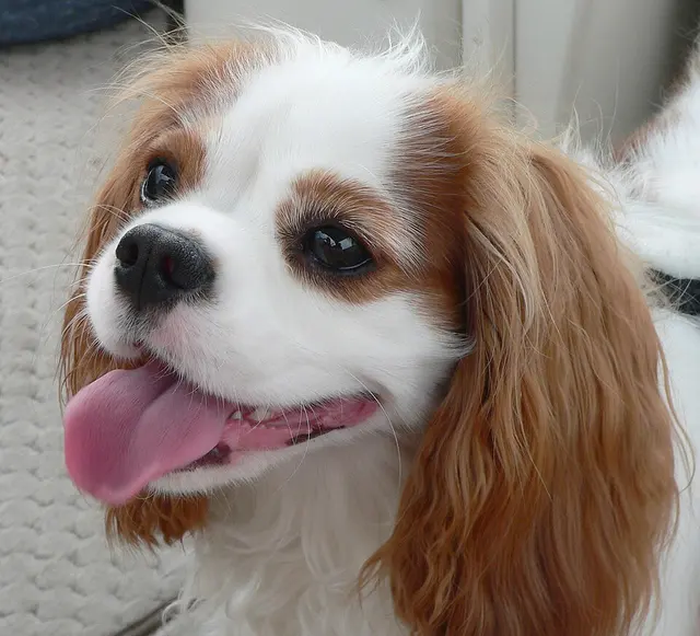 Cavalier King Charles Spaniel