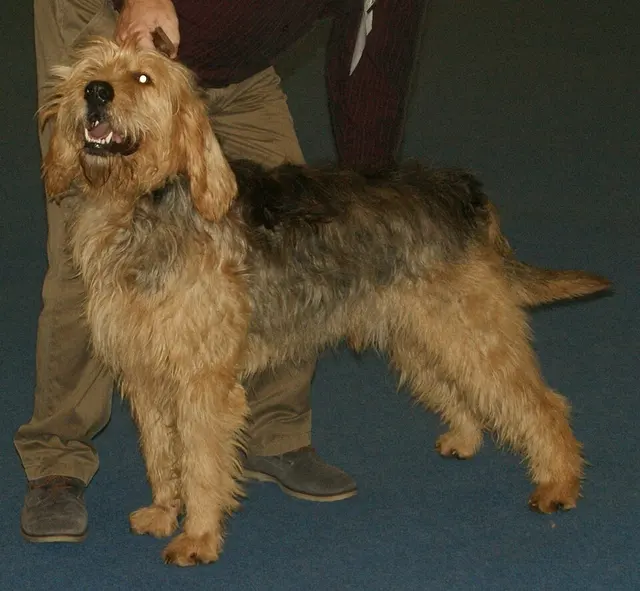 Chien à loutre