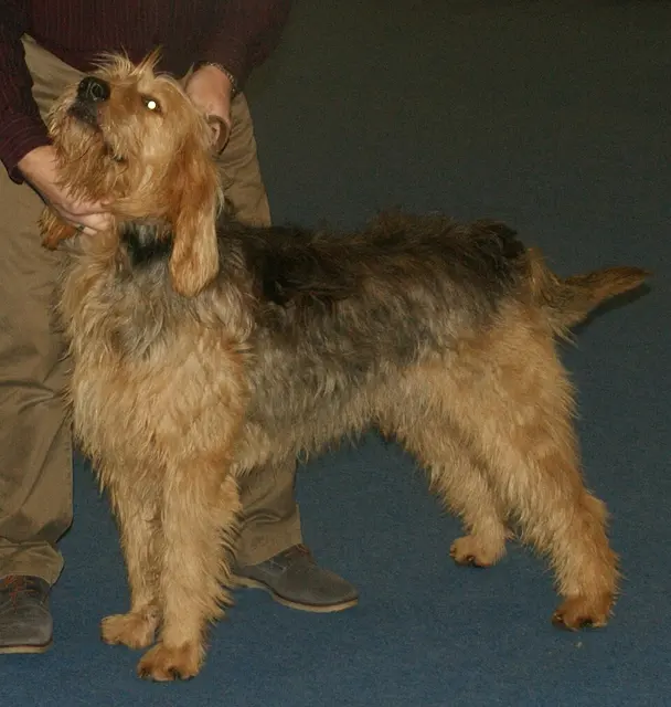 Chien à loutre