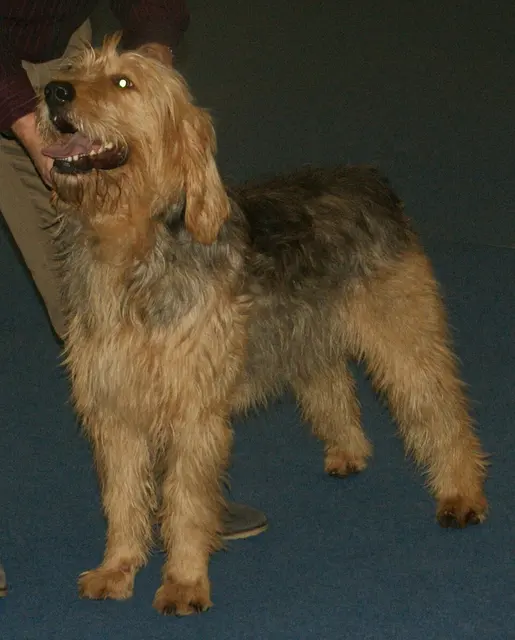 Chien à loutre