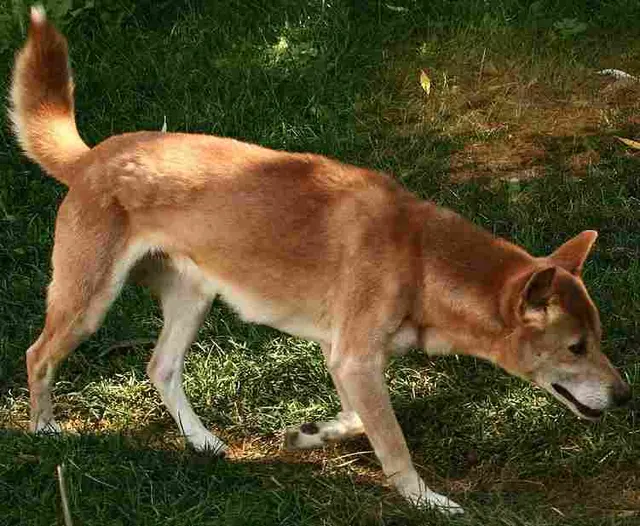 Chien chanteur