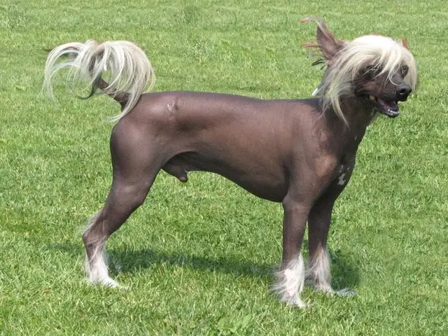 Chien chinois à crête