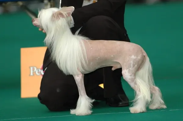 Chien chinois à crête