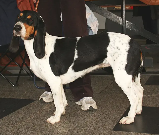 Chien courant bernois