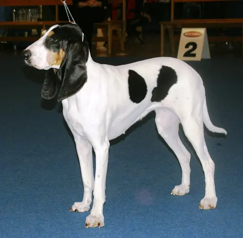 Chien courant bernois